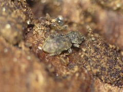 Coxelus pictus