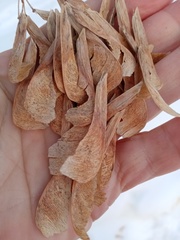 Acer negundo