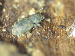 Coxelus pictus