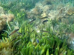 Trachinops caudimaculatus