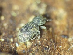 Coxelus pictus