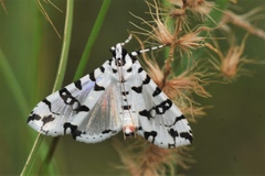 Conchylodes diphteralis
