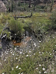 Actinotus forsythii