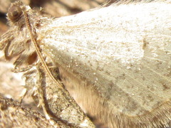 Agriopis dira