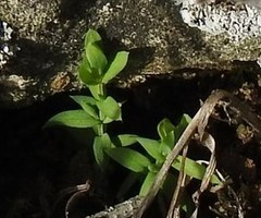 Lysimachia linum-stellatum