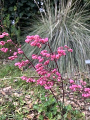 Heuchera maxima