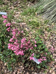 Heuchera maxima