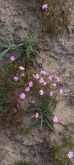 Silene