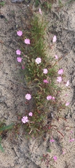 Silene