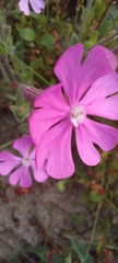 Silene
