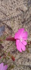 Silene
