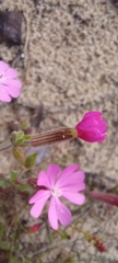 Silene
