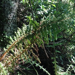 Polystichum speciosissimum