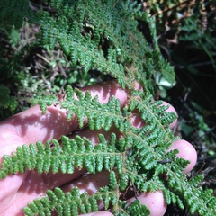 Polystichum speciosissimum