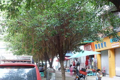 Ficus