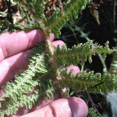 Polystichum speciosissimum