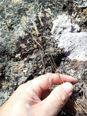 Rytidosperma racemosum