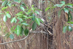 Ficus