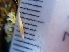 Rytidosperma racemosum