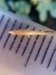 Rytidosperma racemosum
