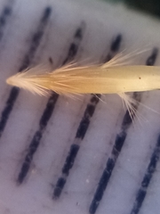 Rytidosperma racemosum