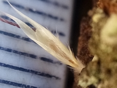 Rytidosperma racemosum