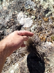Rytidosperma racemosum
