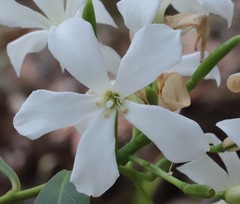 Billardiera floribunda