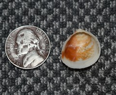 Laevicardium mortoni