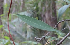 Billardiera floribunda