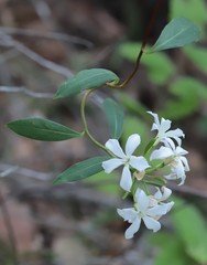 Billardiera floribunda