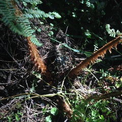 Polystichum speciosissimum