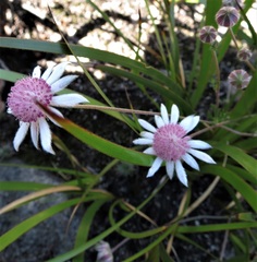 Actinotus forsythii