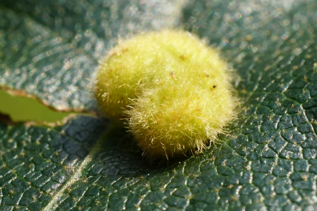 Dryomyia circinans