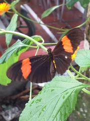 Heliconius erato hydara