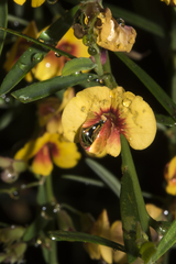 Bossiaea linophylla
