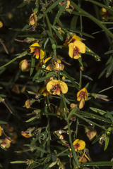 Bossiaea linophylla