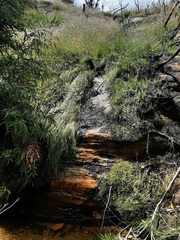 Actinotus forsythii
