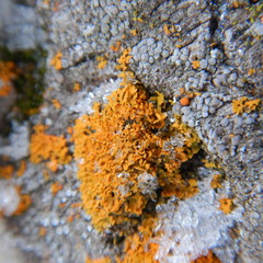 Lecanora albella