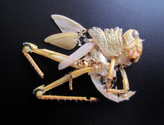 Tropidacris cristata