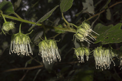 Chorilaena quercifolia