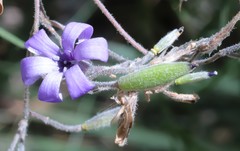 Pittosporaceae