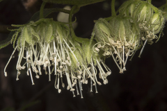 Chorilaena quercifolia