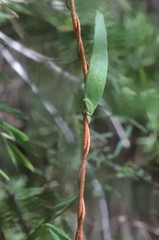 Pittosporaceae