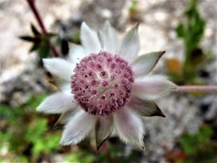 Actinotus forsythii