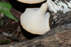 Polyporus mcmurphyi