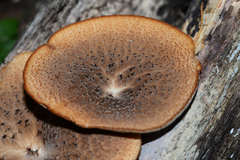 Polyporus mcmurphyi