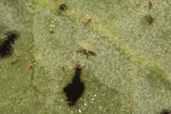 Chorilaena quercifolia