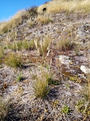 Rytidosperma caespitosum