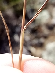 Rytidosperma caespitosum